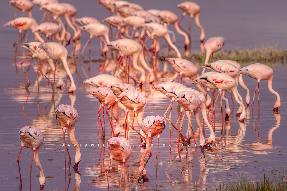 Lesser flamingos at sunrise in the marsh lands of Kenya, Africa