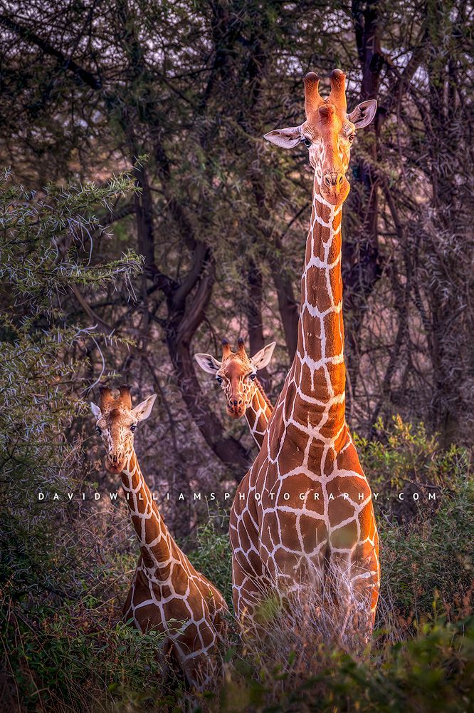 A female Giraffe with 2 calves as the sun sets, Samburu, Kenya