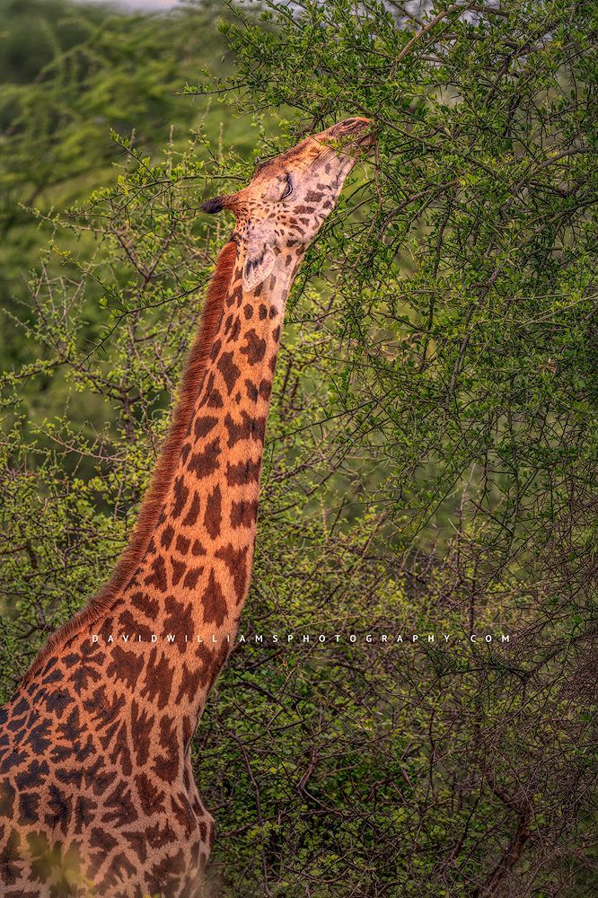 A Masai Giraffe is feeding surrounded by greenery, Tanzania, Africa