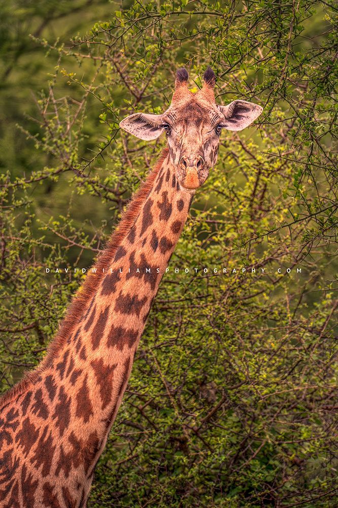 Eye contact with a Masai Giraffe,Tarangire, Tanzania, Africa