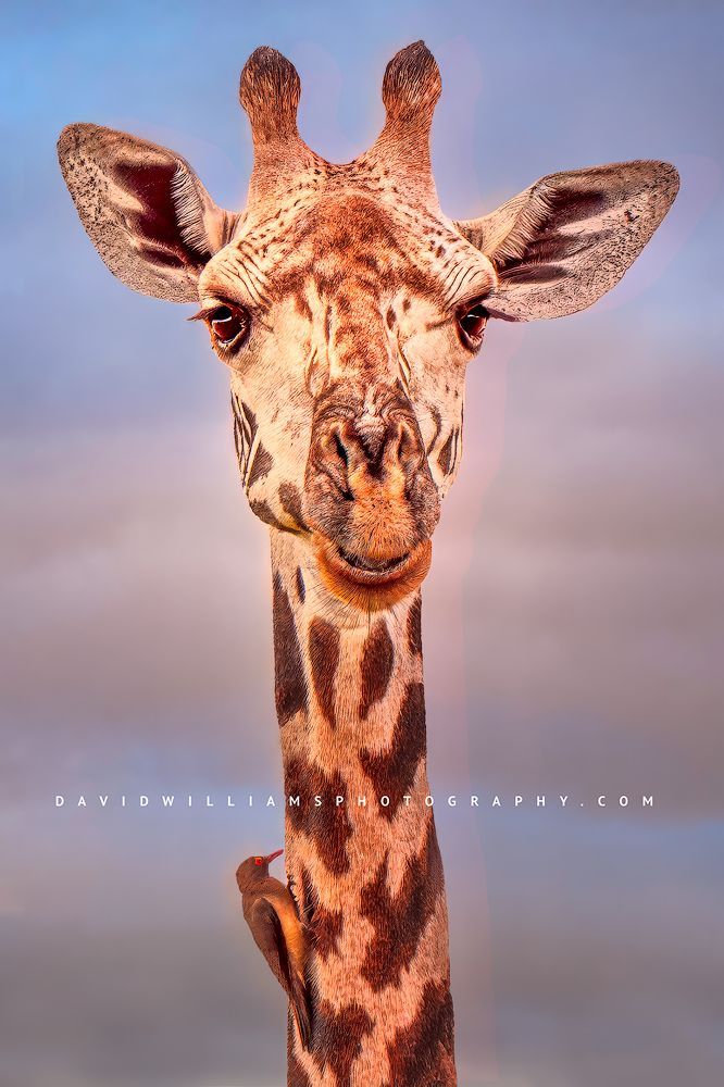 A vertical tight image of a Masai Giraffe, Tanzania, Africa
