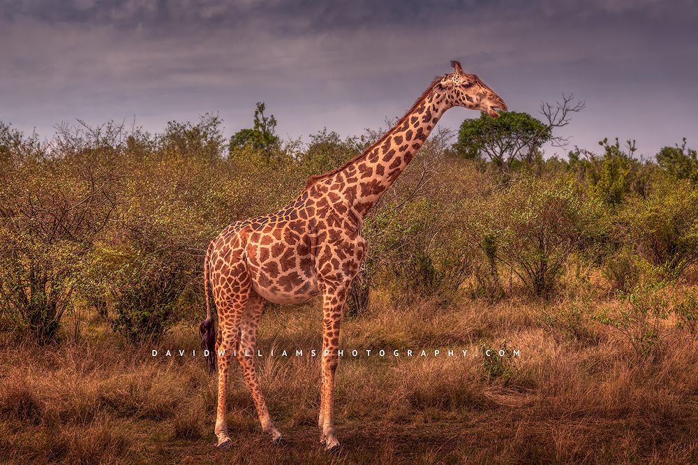 A Masai giraffe in the golden grass of the Masai Mara, Kenya
