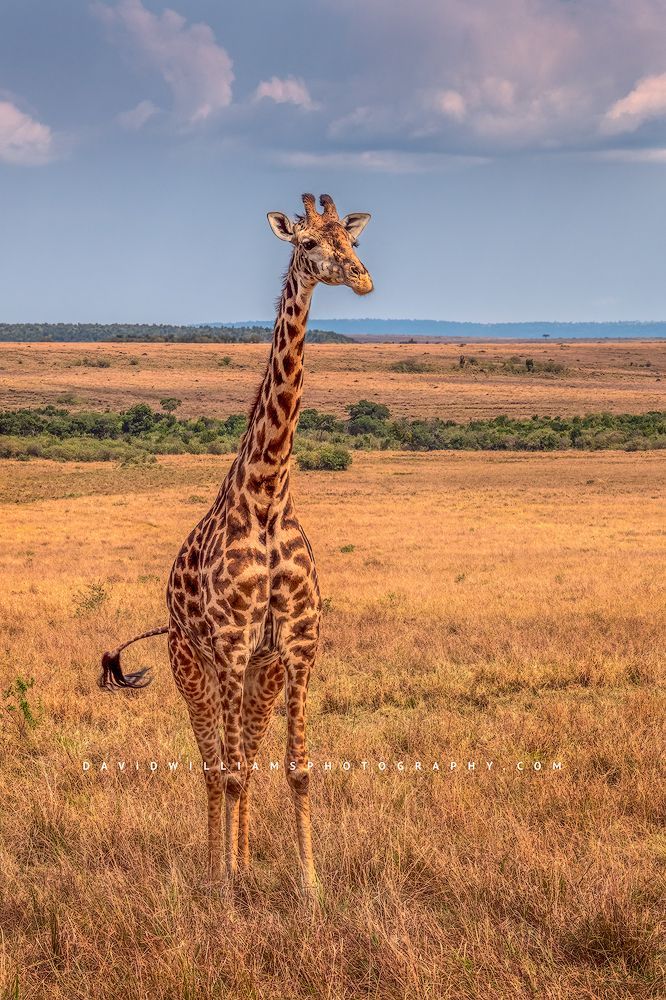 A Masai giraffe in the golden grasses of the Masai Mara, Kenya
