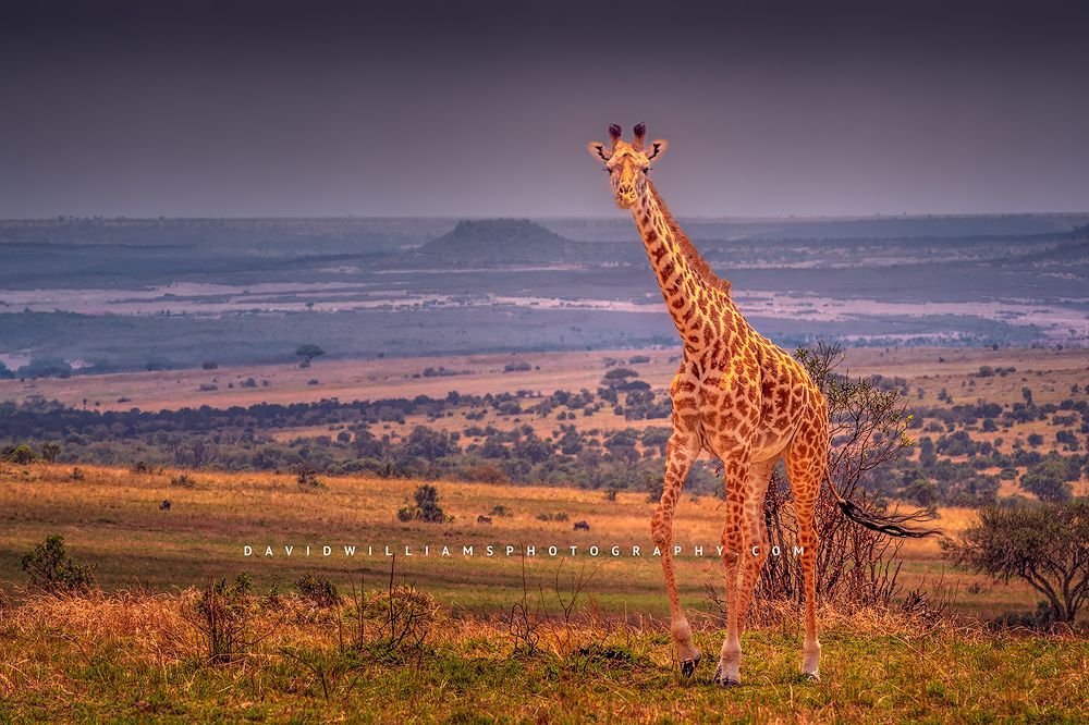 A Masai giraffe walking in the grasses of the Masai Mara, Kenya