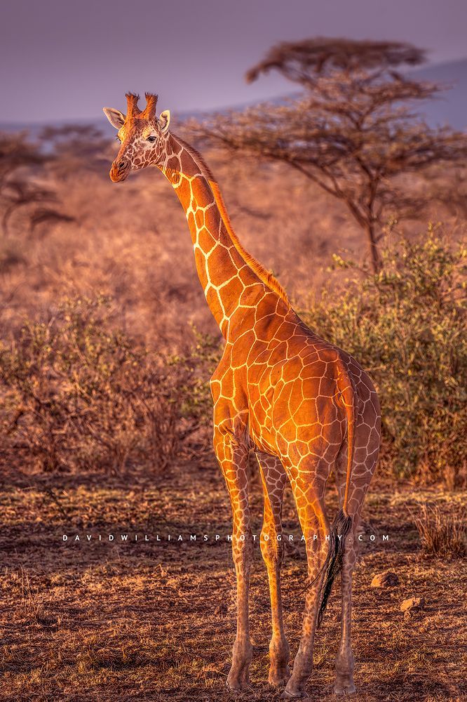 A single giraffe in late day sun, Ol Pejeta, Kenya
