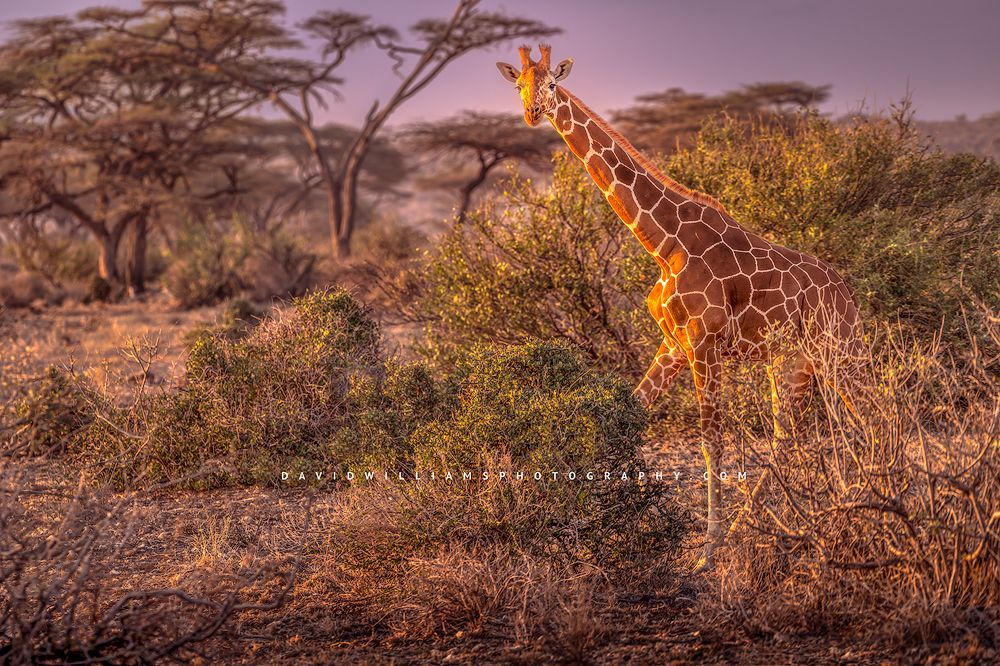 An adult giraffe in the morning sunlight, Kenya, Africa