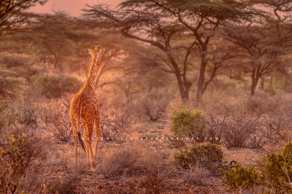 An adult giraffe walking into the forest, Kenya, Africa