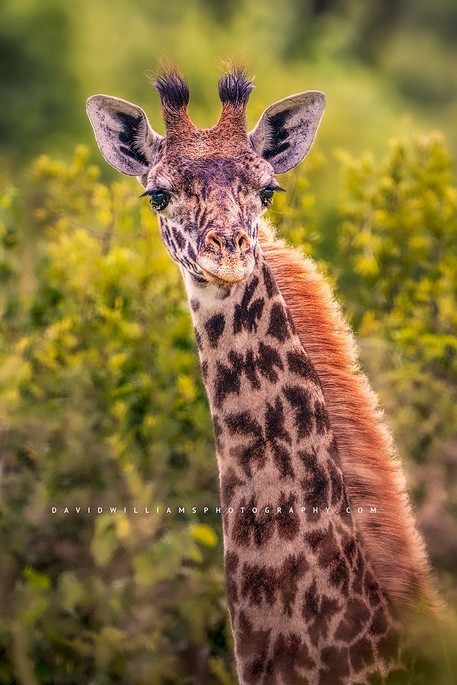 A vertical of the head and neck of a Masai Giraffe, Tanzania, Africa