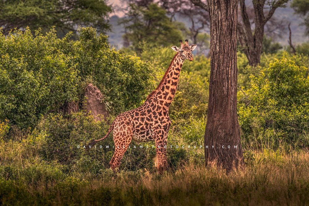 The full body of a Masai Giraffe in a forest area, Tanzania, Africa