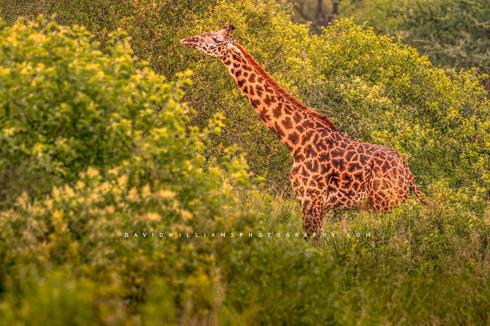 The full body of a Masai Giraffe in a forest area, Tanzania, Africa
