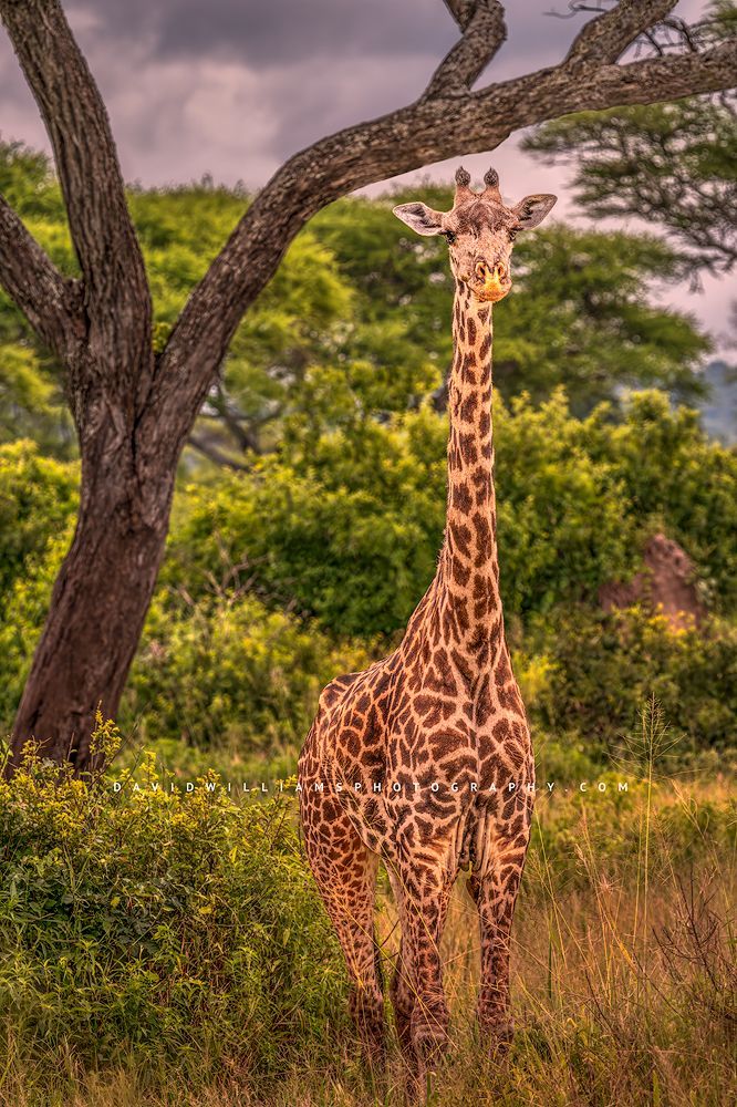 A Masai Giraffe in a wooded area of Tanzania, Africa