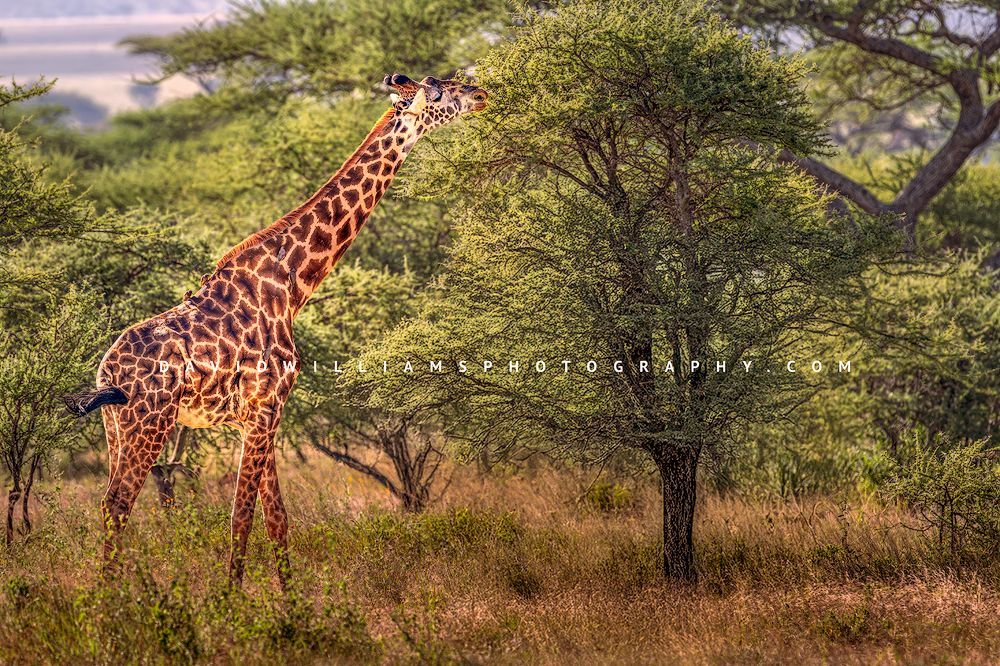 Masai giraffe side view feeding on tall tree leaves in golden light, Tanzania, Africa