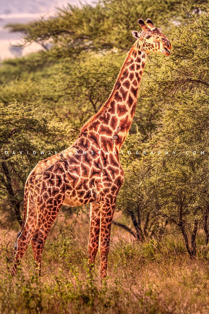 Vertical view of Masai giraffe reaching for high leaves in golden light, Tanzania, Africa