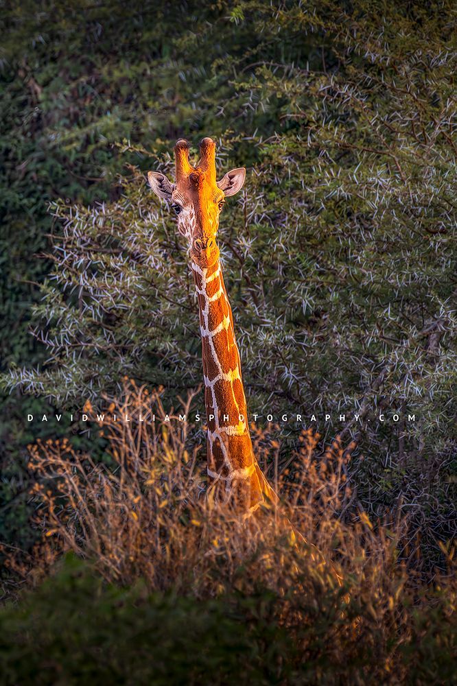 A Reticulated giraffe in golden sunlight, Samburu Kenya, Africa
