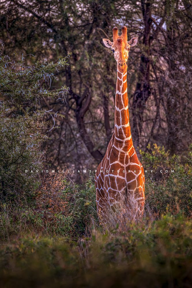 A Reticulated giraffe in golden sunlight, Samburu Kenya, Africa