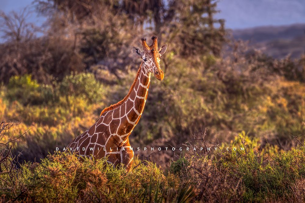 A large giraffe in the mountains of Masai Mara at sunset, Kenya, Africa