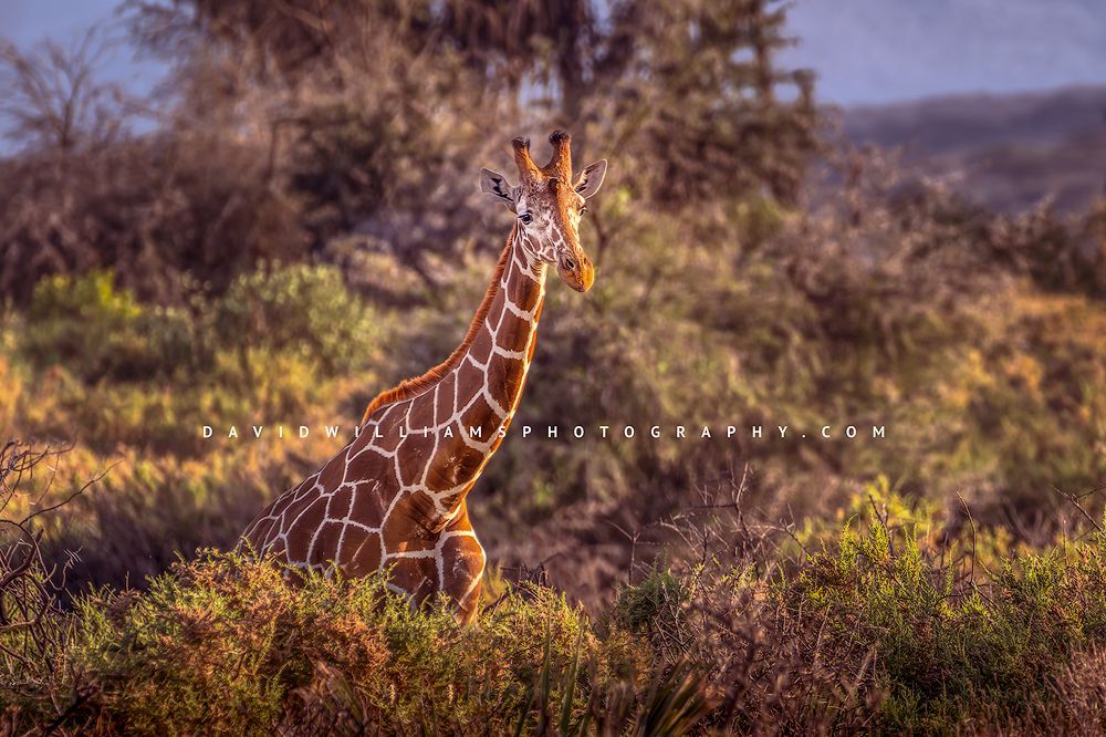 Reticulated giraffe standing in the mountains of Masai Mara, Kenya A Reticulated Giraffe in the mountains of Masai Mara, Kenya, Africa