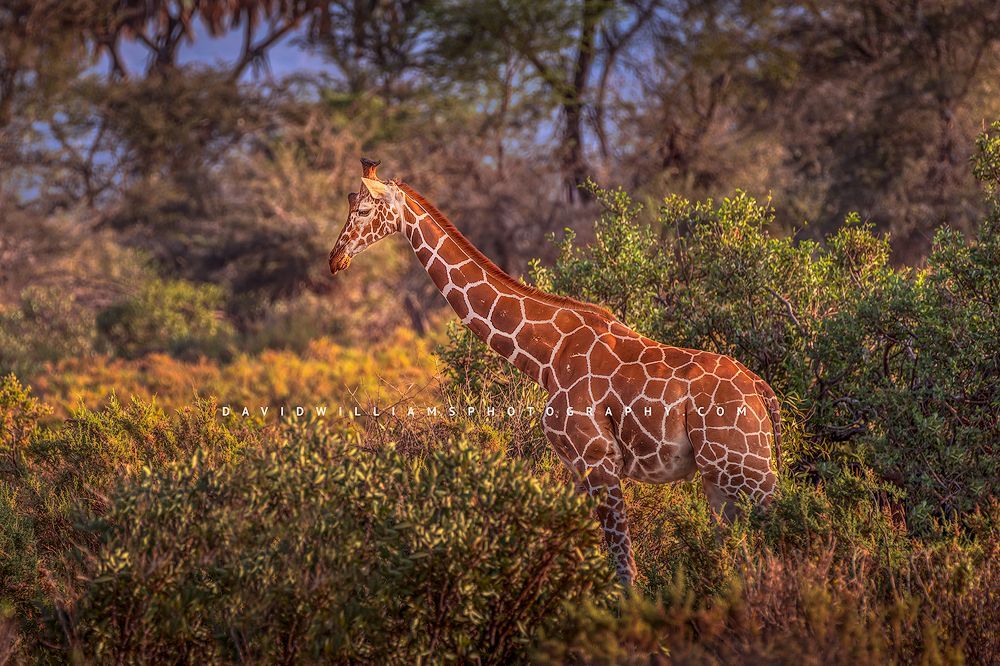 A large giraffe in the mountains of Masai Mara at sunset, Kenya, Africa