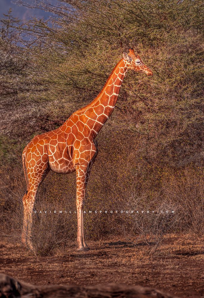 A large giraffe in the setting sun, Kenya, Africa