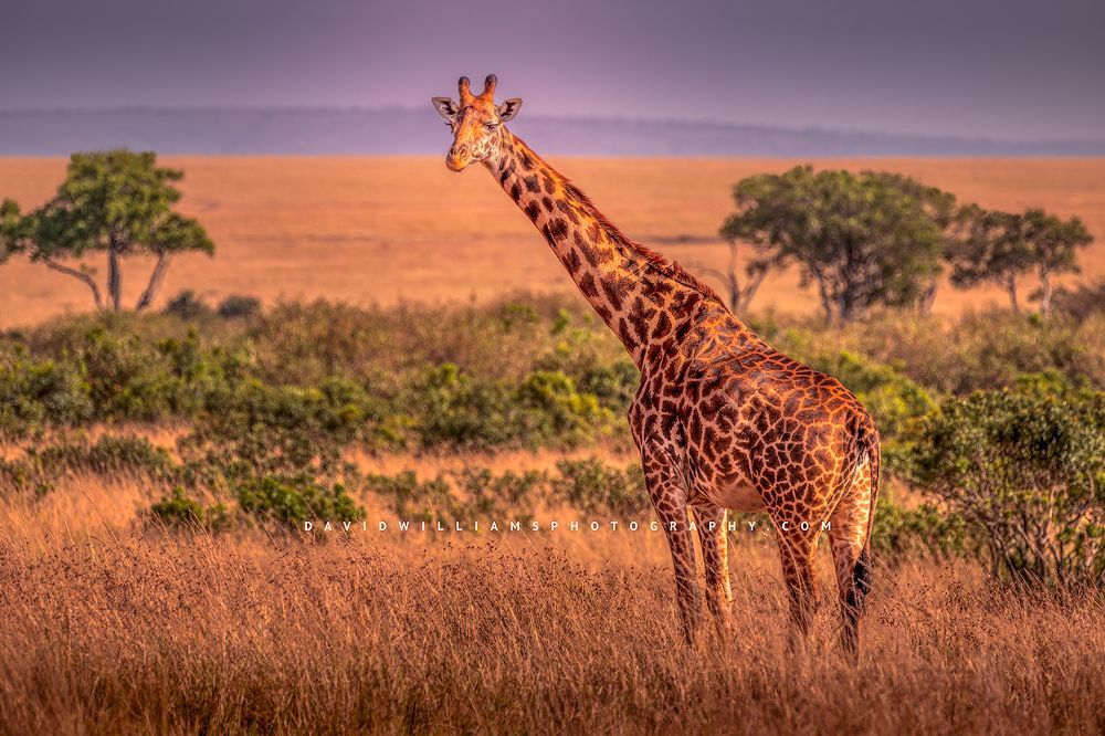 A Masai Giraffe standing in the golden savanna, Masai Mara, Kenya, Africa