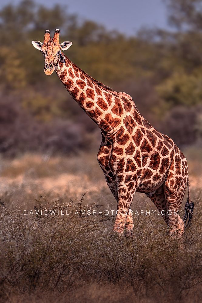 Vertical close-up of an Angolan giraffe walking forward with eye contact in golden light, Etosha National Park, Namibia.