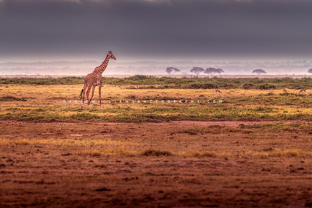 A single reticulated giraffe walking in Amboseli, Kenya