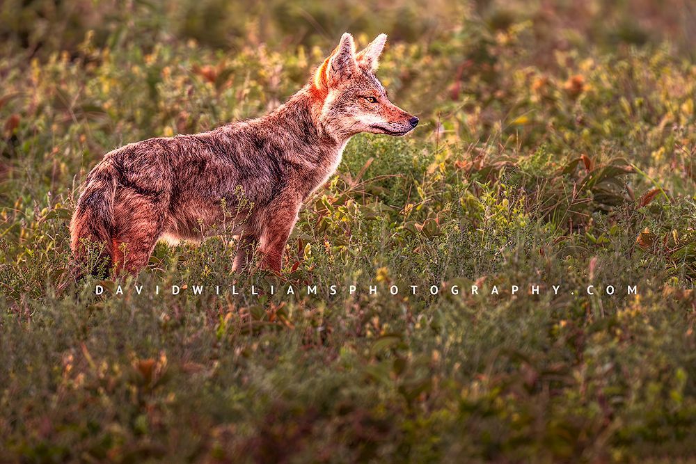 Golden Jackal standing in a green grassy meadow with flowers in golden light, Ndutu, Tanzania
