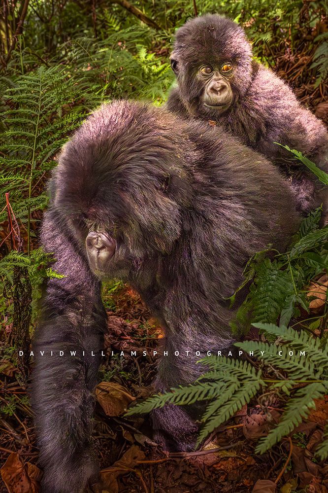 African gorilla in forest habitat representing the African Gorilla and Primate Photography gallery