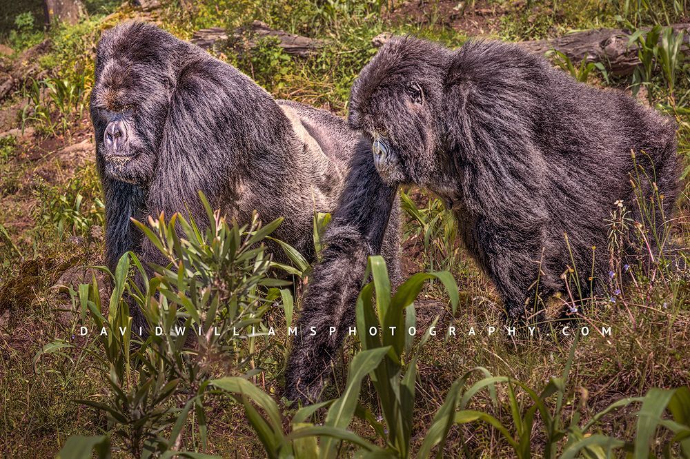 Silverback mountain gorilla and female walking side by side through a cornfield at golden hour sunlight, symbolizing coexistence of wildlife and human farmland.
