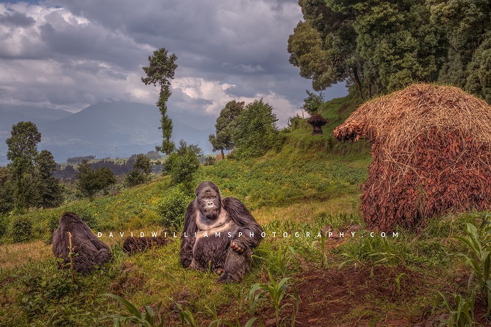 Silverback gorilla family with female and infant in a farmer’s cornfield beside an abandoned hut, showing coexistence and human–wildlife conflict.