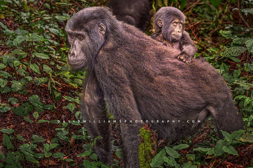 A mother and baby Mountain Gorilla, Uganda, Africa