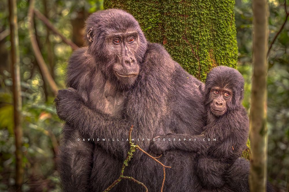 A baby mountain gorilla with mother in dappled sunlight, Uganda