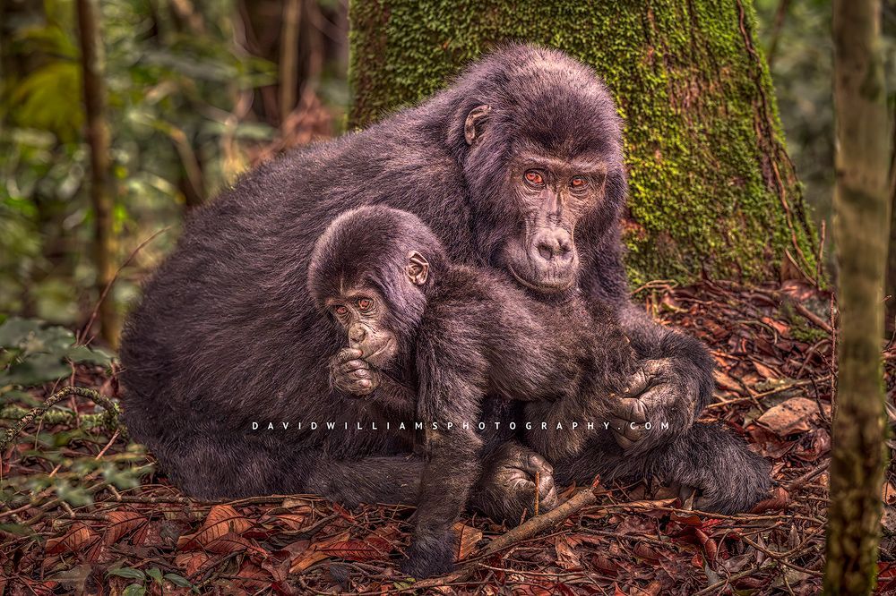 Eastern Mountain Gorilla (Gorilla beringei) with infant in dappled sunlight, Bwindi Impenetrable National Park, Uganda