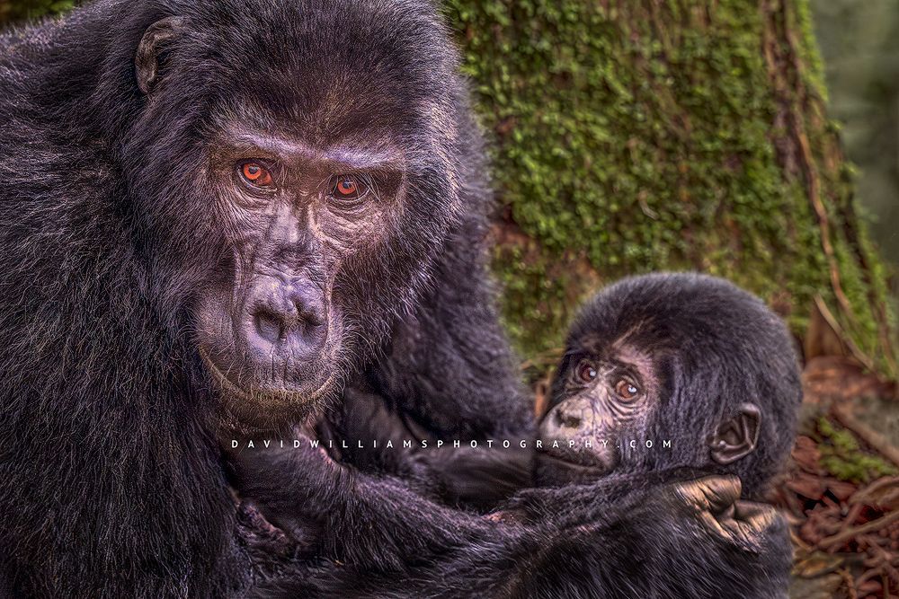 A close up of the head of a Gorilla and her baby, Uganda, Africa
