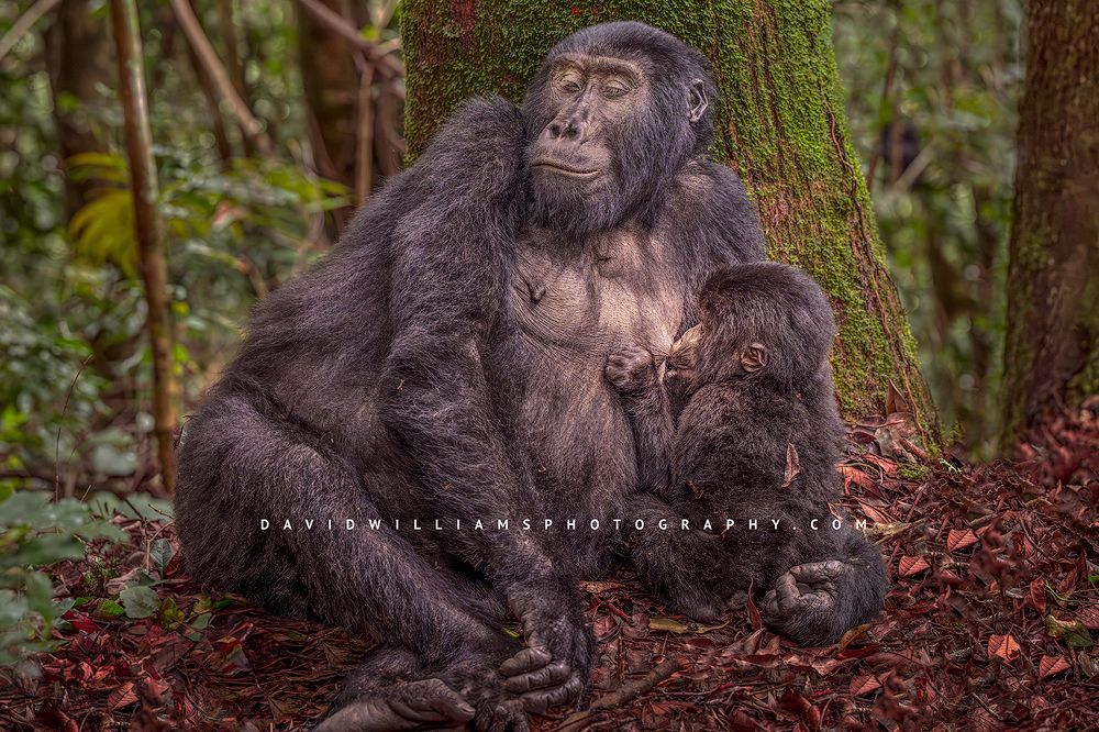 A female gorilla breastfeeding a her baby, Uganda, Africa