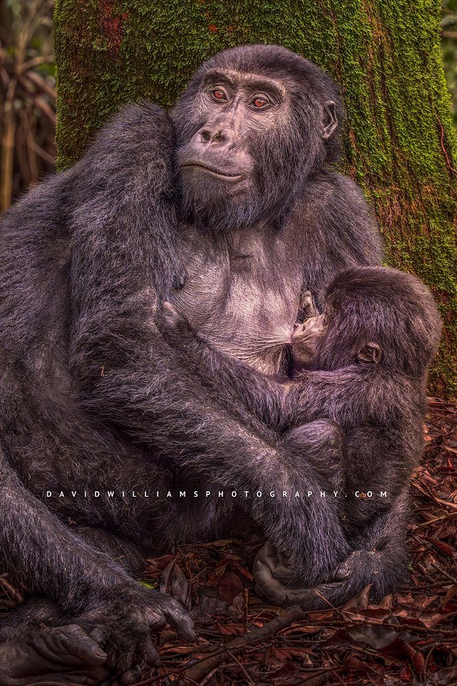 A female gorilla breastfeeding a her baby, Uganda, Africa