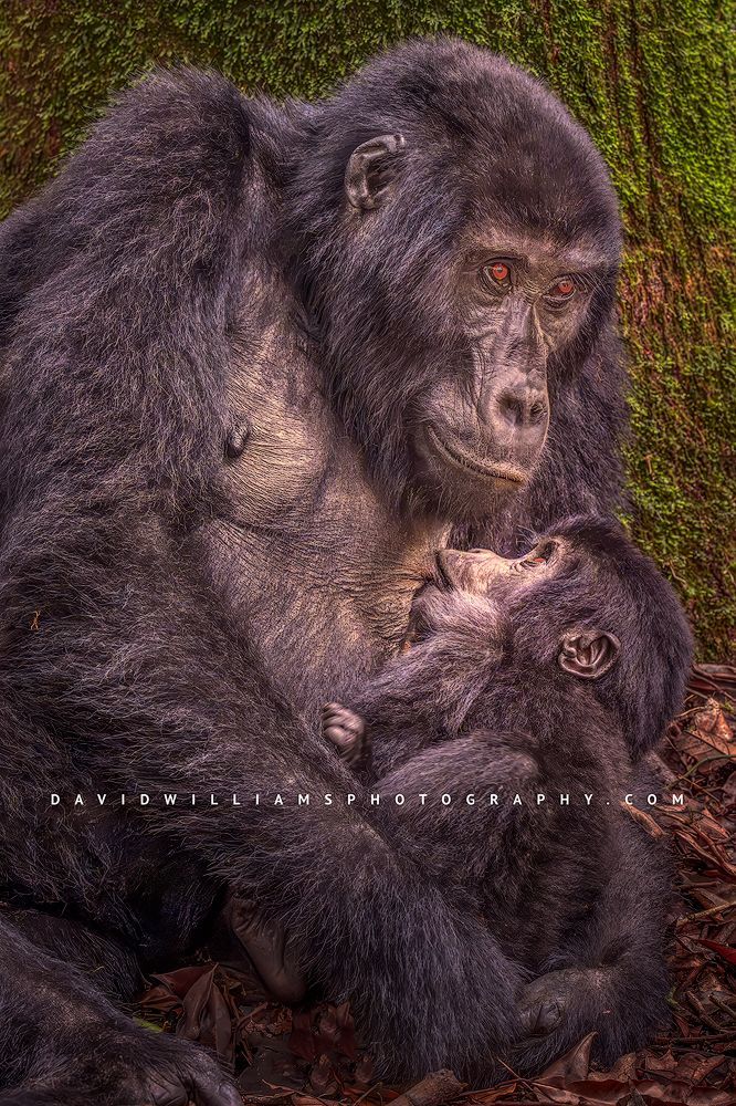 A mountain gorilla breastfeeding her baby in the forest, Uganda, Africa