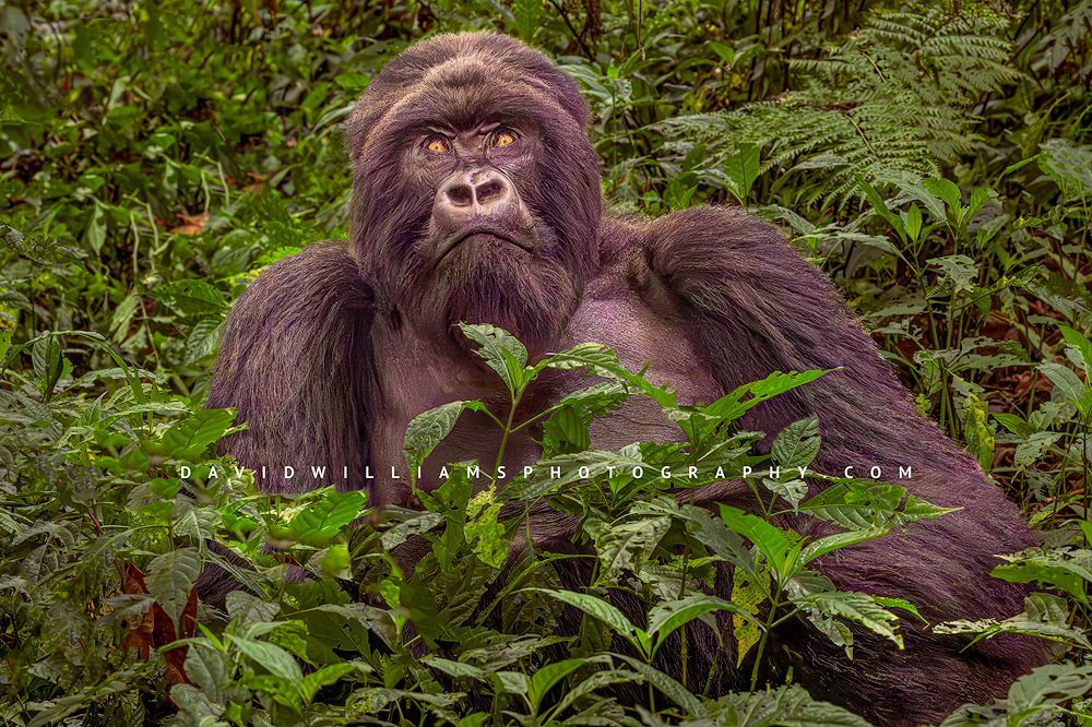 A Silverback Gorilla sitting in jungle