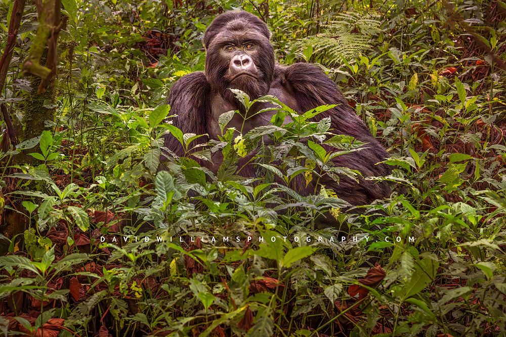 Silverback gorilla sitting in lush jungle facing the camera with direct eye contact, Volcanoes National Park Rwanda