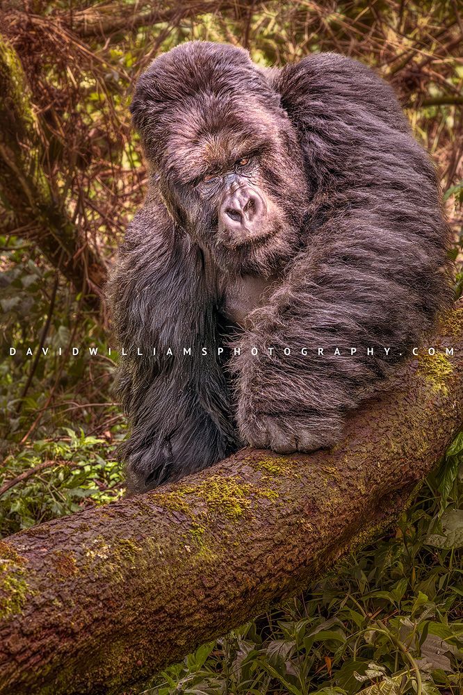 Large silverback gorilla walking toward the camera climbing over a fallen tree in Volcanoes National Park Rwanda