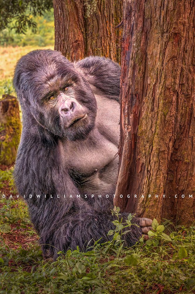 Close up of a massive Silverback Mountain Gorilla in Rwanda pausing from chewing tree bark to look directly at the camera