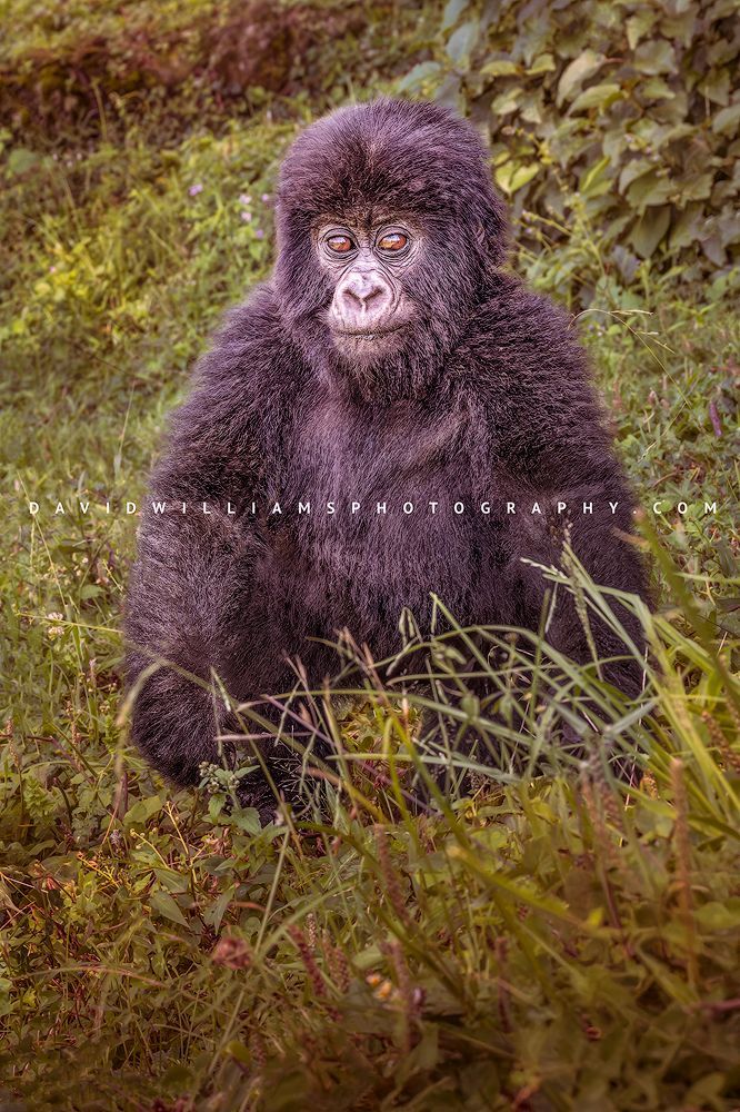 Infant mountain gorilla sitting in green foliage with direct eye contact, Volcanoes National Park, Rwanda