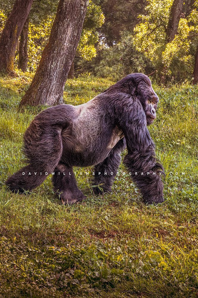 Side view of a powerful Silverback Mountain Gorilla walking through dappled forest light in Volcanoes National Park, Rwanda.