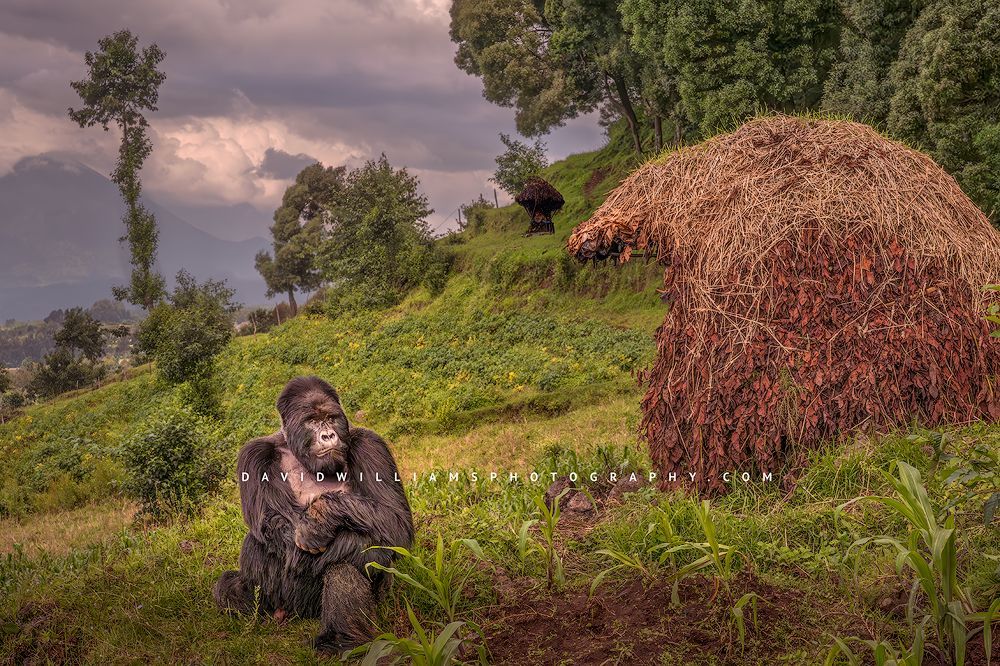 Silverback mountain gorilla resting in an abandoned Rwandan cornfield after eating crops, with a farmer’s hut empty, symbolizing habitat encroachment and coexistence.