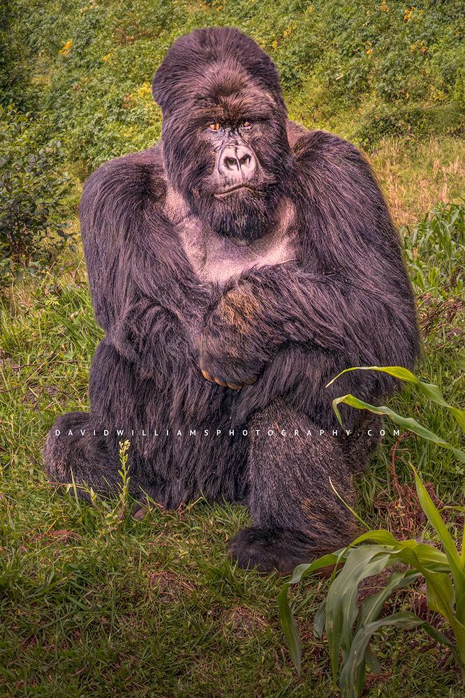 A close up of a Silverback Gorilla sitting in the jungle, Rwanda