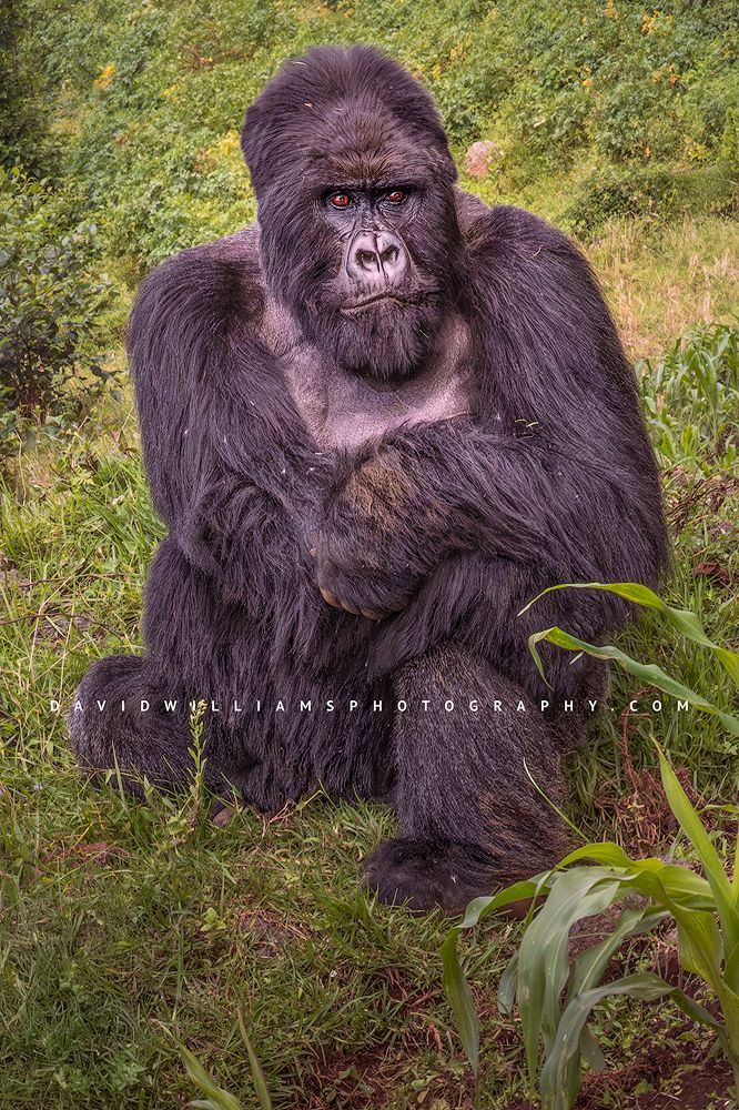 Close-up of a Silverback Gorilla amid lush mountain greenery in Rwanda A close up of a Silverback Gorilla in Volcanoes National Park, Rwanda