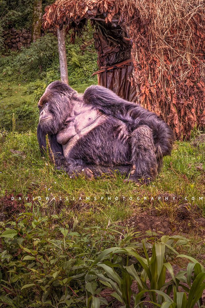 Silverback mountain gorilla resting beside an abandoned rain hut in a farmer’s cornfield after eating young sprouts, symbolizing hardship and coexistence.