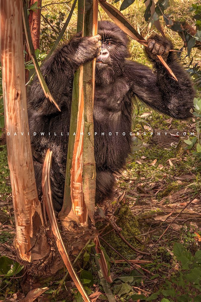 Young Mountain Gorilla stripping bark from a tree and pausing to look at the camera in Volcanoes National Park, Rwanda
