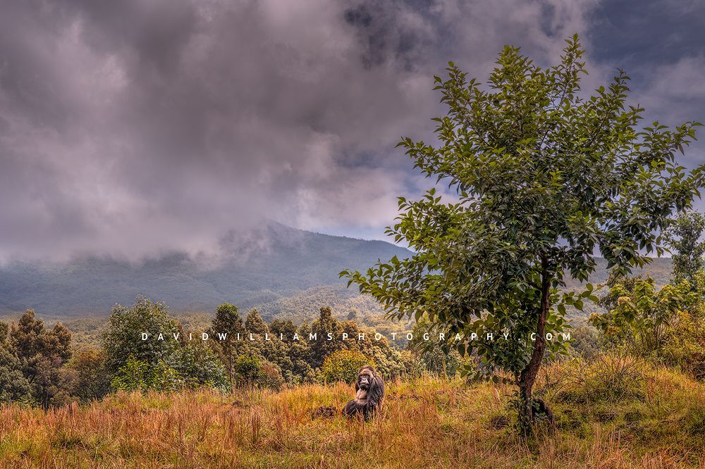 Silverback Mountain Gorilla sitting peacefully on a mountain ridge in sunlit vegetation with storm clouds above, Volcanoes National Park Rwanda