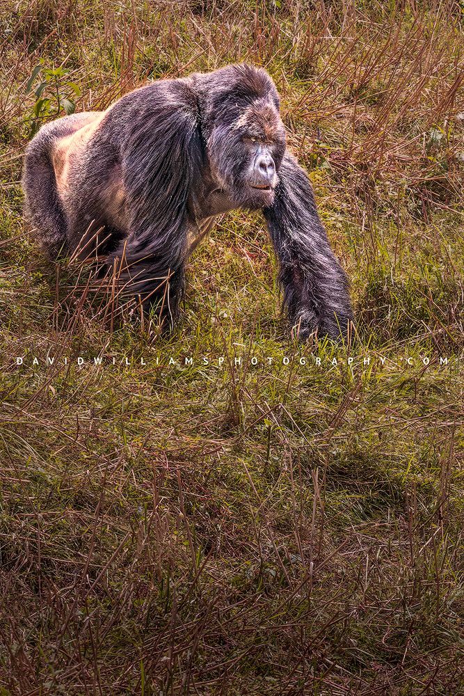 Close-up of a powerful Silverback Mountain Gorilla descending into the grasslands of Volcanoes National Park, Rwanda